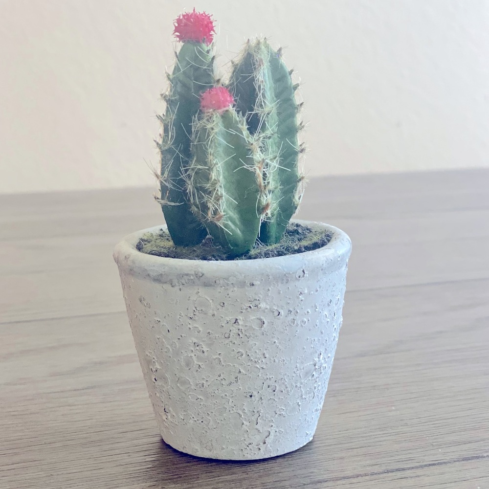 Pink Flowered Cactus in Gray Cement Pot